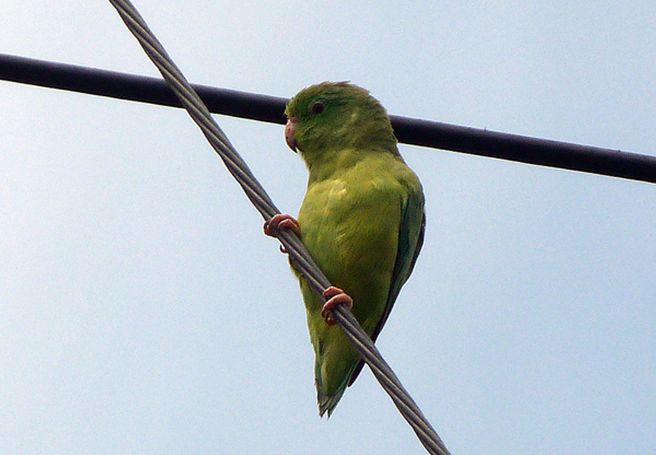  p>眼镜鹦哥(学名:forpus conspicillatus)是一种小鹦鹉,体羽主要是