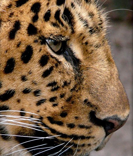 panthera pardus pardus