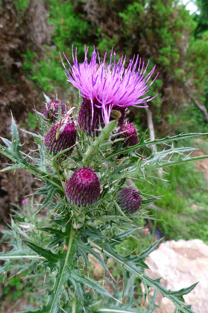  p> a href="#" data-lemmaid="4529351">野蓟 /a>多年生草本植物,高