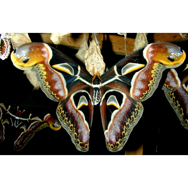attacus edwardsi white