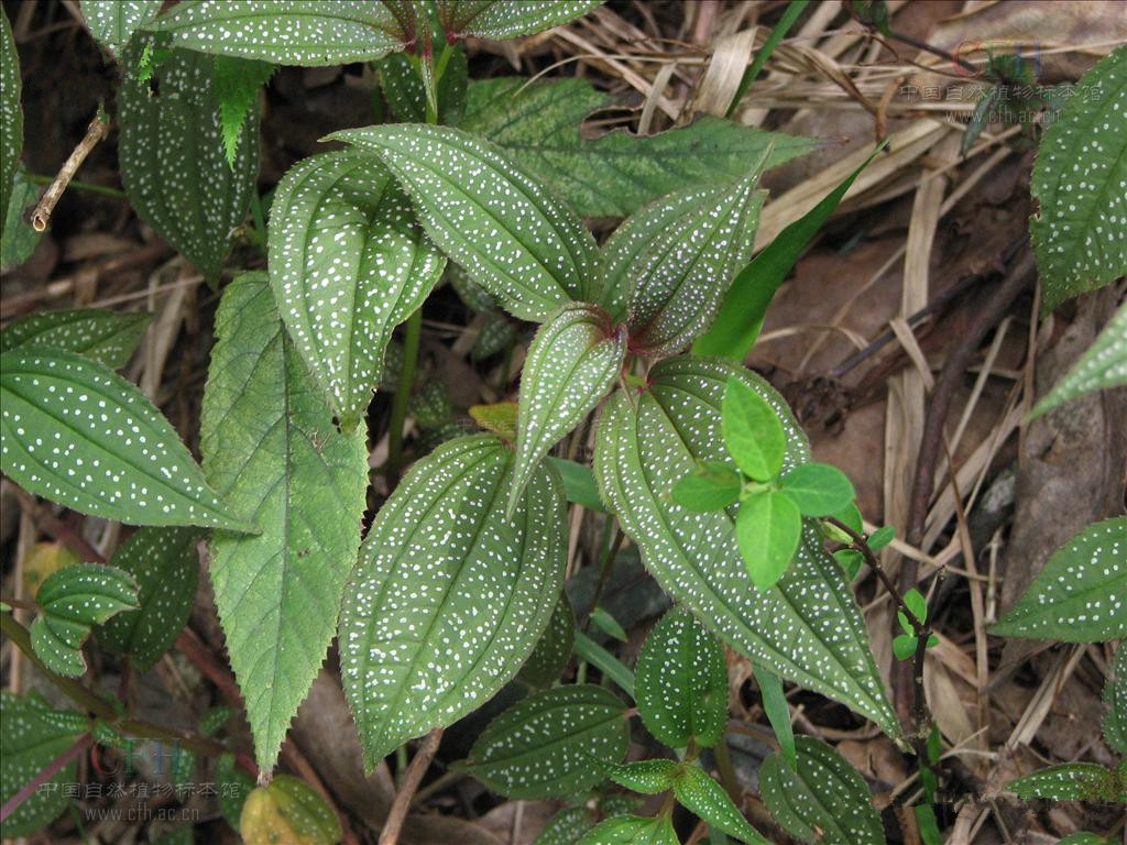  p> a target="_blank" href="/item/柏拉木/1710784" data-lemmaid="