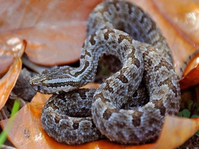  p>草原蝰( i>vipera ursinii /i>&nbsp;bonaparte,1835),有鳞目