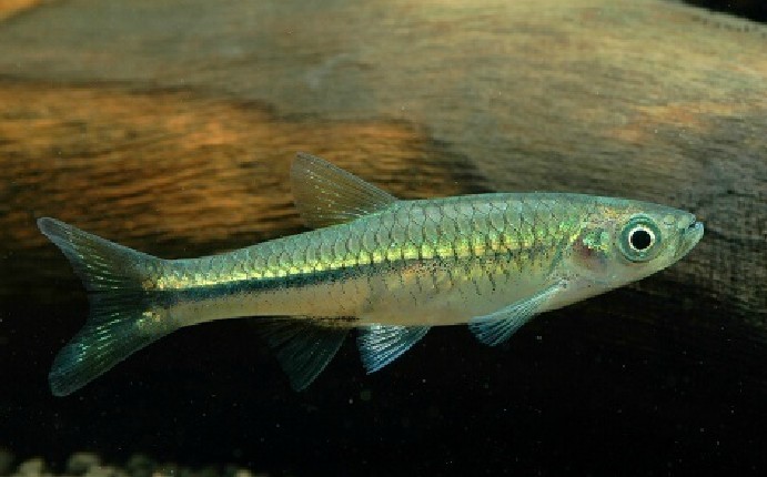  p>南方波鱼,学名: i>rasbora steineri  /i>(nichols et pope, 1927)