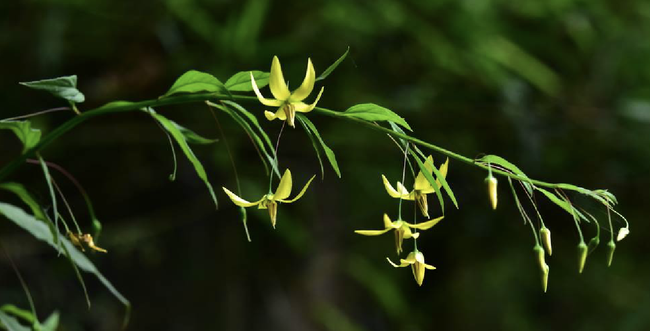  p>细梗香草(学名: i>lysimachia capillipes /i> hemsl.