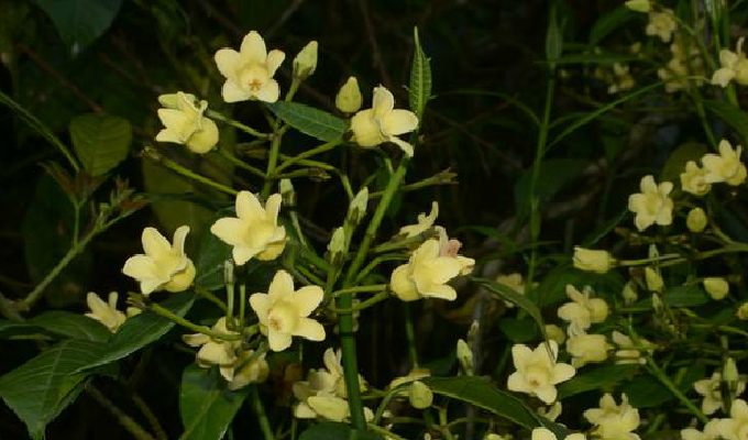  p data-id="gnwut0a9ll">富宁藤( i>parepig