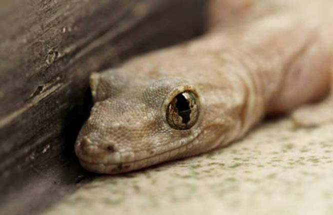  p>多疣壁虎( i>gekko japonicus /i>&nbsp;dumeril and bibron