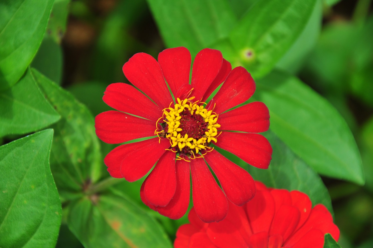  p>百日菊(学名: i>zinnia elegans /i>  jacq.):一年生草本.