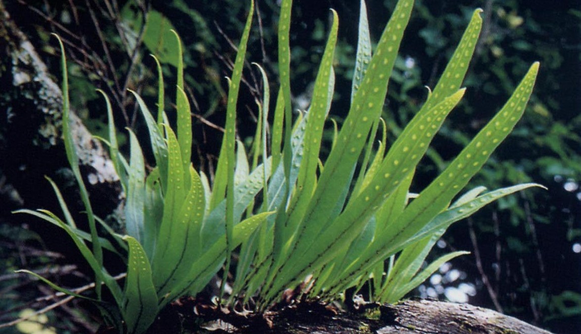 根状茎短促而斜升,密被披针形鳞片;鳞片中部不透明,深棕色,仅边缘1一2