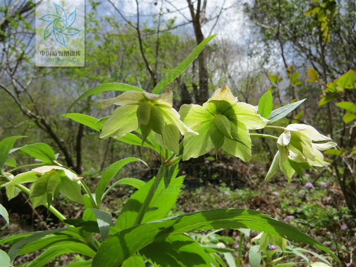  p data-id="tzbuw8cvdlfl">铁筷子( i>helleborus thibetanus /i>