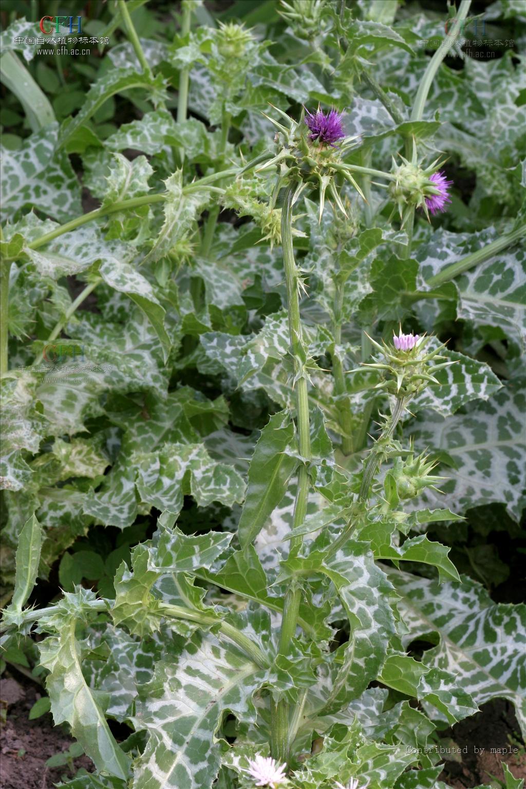  p>水飞蓟属(silybum adans.
