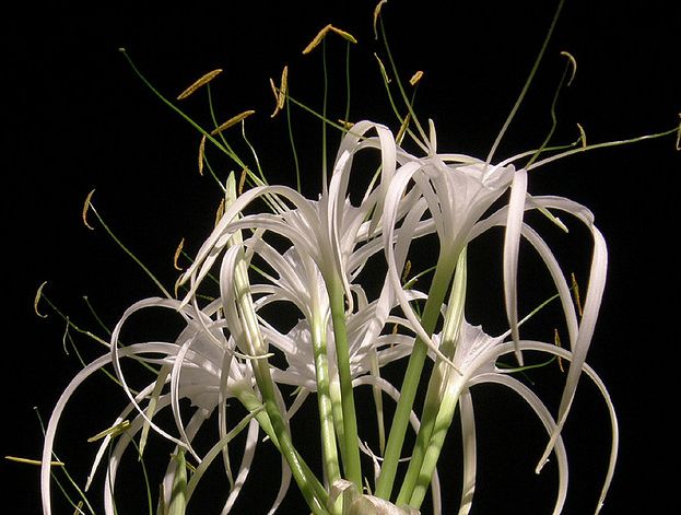  p>白花石蒜(学名: i>lycoris radiata  /i>var.