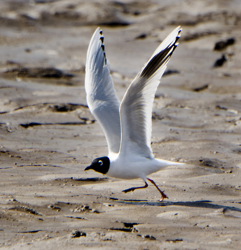  p>黑嘴鸥 (学名: i>larus saundersi /i>)中型水鸟,体长31~39厘米.