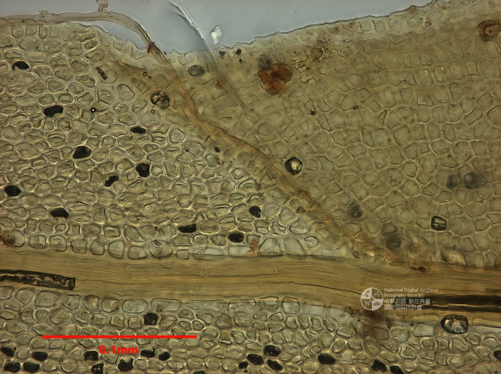  p>尖叶凤尾藓属于苔藓类植物,孢子繁殖,生长在阴湿的环境中,无根,有