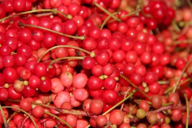 data-lemmaid="5413705">集安市 /a>特产,全国农产品地理标志