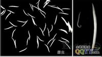 data-lemmaid="1519321">蛲虫 /a>,蛲虫属尖尾科,蛲虫属,成虫细小,乳