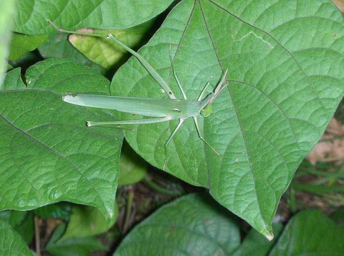 54bczi3">扁旦勾又称 a target="_blank" href="/item/蚂蚱/5155484"