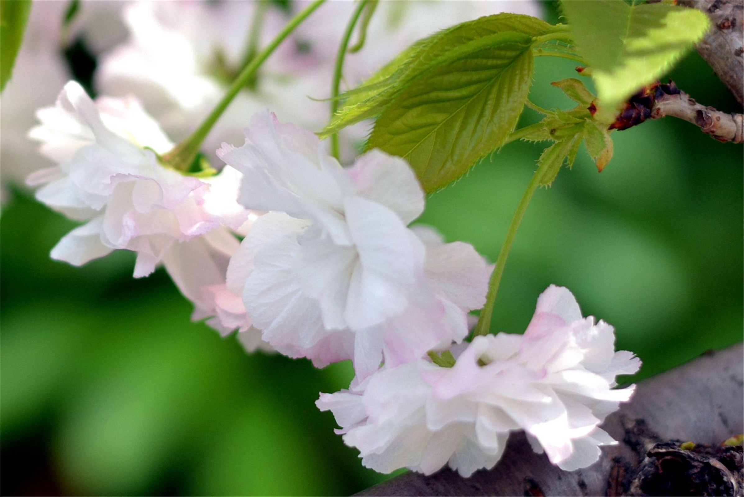  p>日本晚樱, a>蔷薇科 /a>樱属植物,落叶乔木,树皮银灰色,有锈色唇形