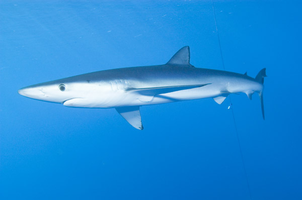  p>大青鲨(学名: i>prionace glauca /i>): a href="#" data-lemmaid=