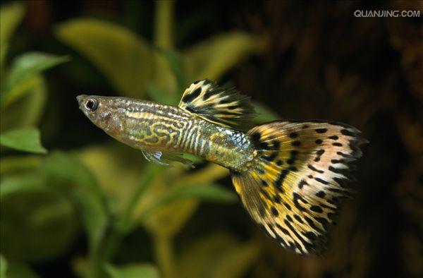 俗名孔雀鱼,也称为凤尾鱼,彩虹花鳉,虹鳉,古比鱼等,是花鳉科花鳉属的