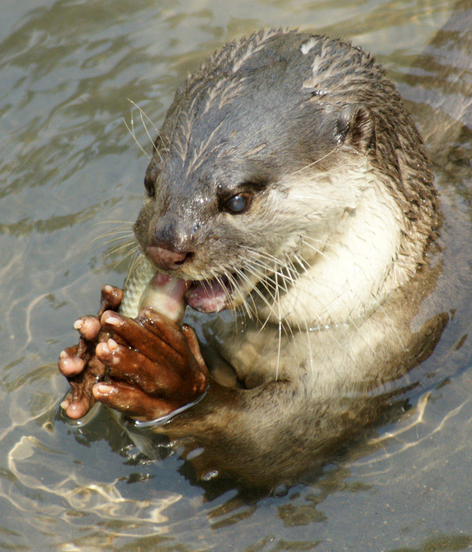  p>秘鲁水獭(学名: i>lontra felina /i>)是鼬科,美洲獭属动物.