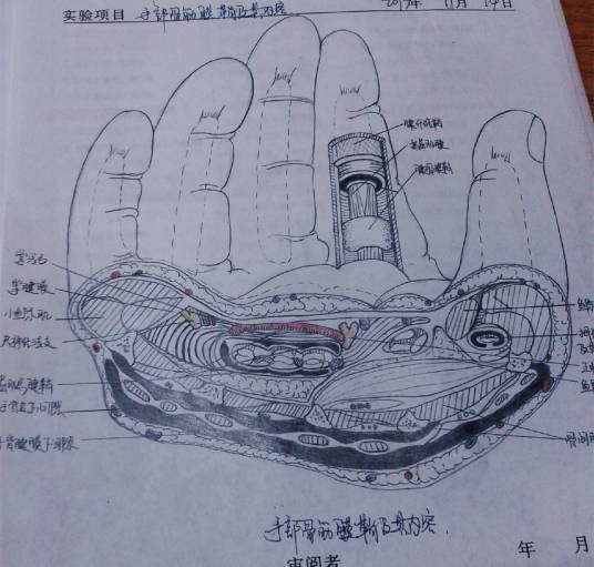 掌浅弓_百度百科