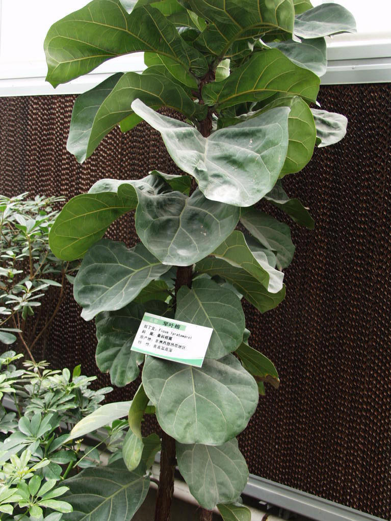  p>厚叶榕省固有植物,产在花莲,恒春半岛及兰屿的沿岸皮光滑,全株带