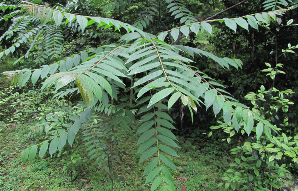  p>臭椿( i>ailanthus altissima /i>)苦木科臭椿属落叶乔木,树皮灰色