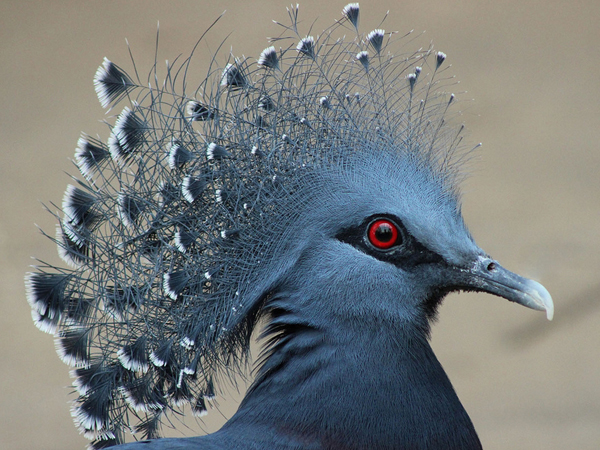  p>鸟类羽冠(bird crista):亦称 a href="#" data-lemmaid="22736143"