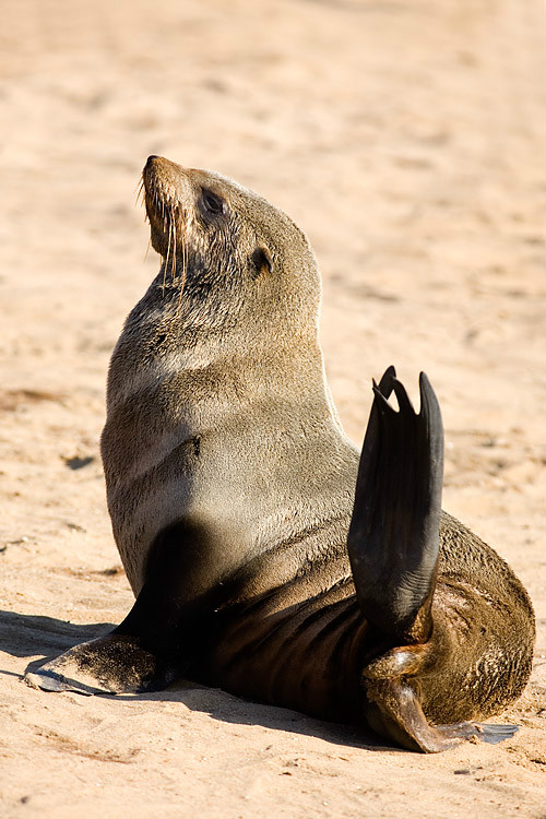 fur seals):是生活在海洋里的哺乳动物,因其体型像狗,因此得名海狗