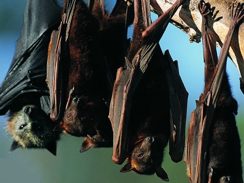  p>普通蝙蝠(学名: i> /i> i>vespertilio murinus /i>  linnaeus)