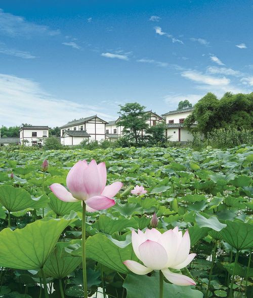  p data-id="gnwkqcdi73">三圣花乡又称三圣花乡观光旅游区,位于 a