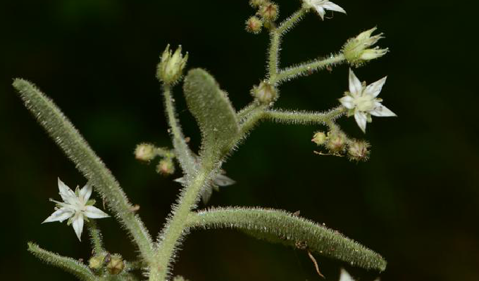  p>大叶火焰草(sedum drymarioides hance)是属于 a target="_blank"