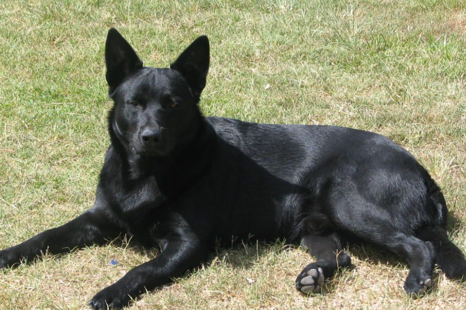 澳大利亚卡尔比犬