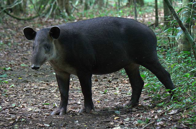 p>中美貘(拉丁学名: i>tapirus bairdii /i>),又名拜氏貘,自 a href=