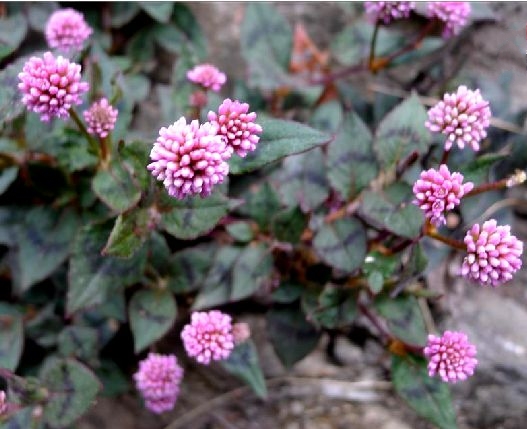  p>头花蓼(学名: i>polygonum capitatum /i> buch.-ham. ex d.