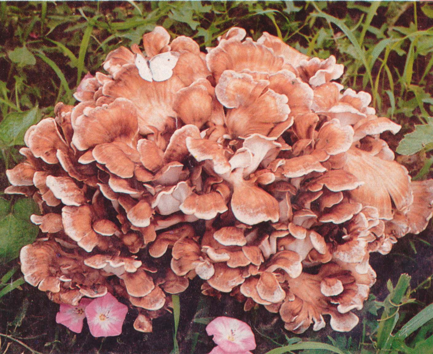 树花