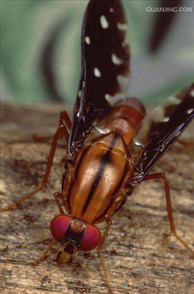  p data-id="gnx1qse3fg">果蝇(drosophilid或drosophilid fly,有时也