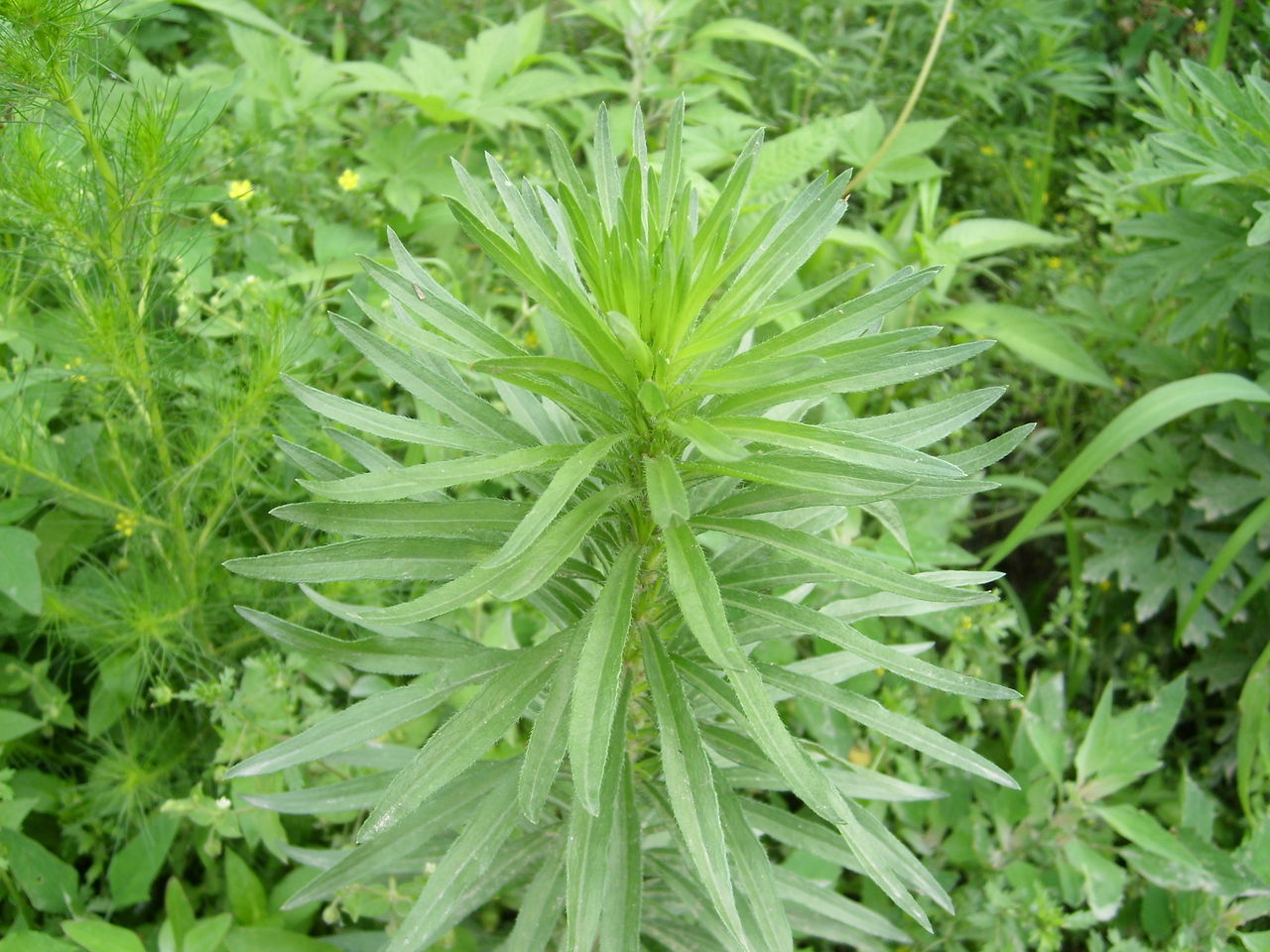 artemisia sacrorum var. messerschmidtiana