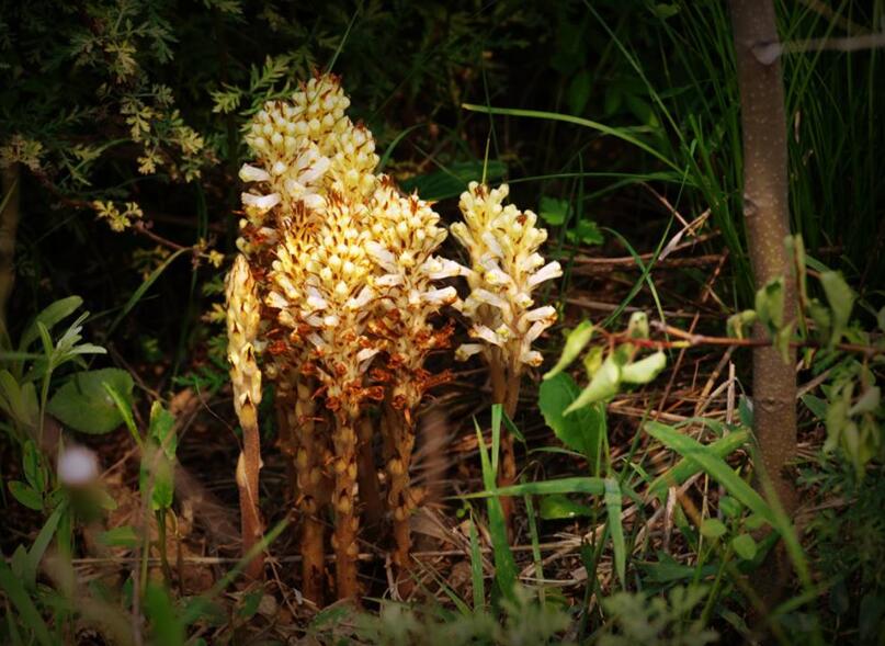  p>独根草属(学名:oresitrophe)是虎耳草科下一个属,只有独根草o.