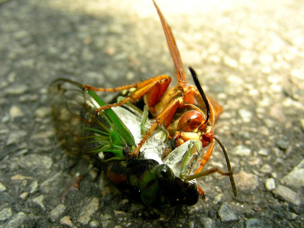  p>膜翅目(hymenoptera)泥蜂科(sphecidae) a target="_blank" href="