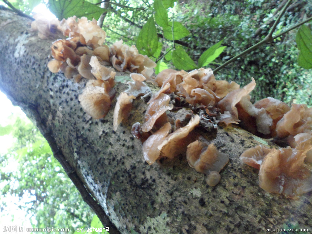  p>木耳,又叫云耳,桑耳,是我国重要的食用菌,有广泛的自然分布和人工