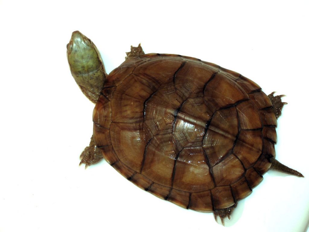  p>腊戍拟水龟是属于淡水龟科的一种动物.