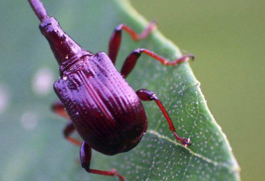 黑长颈卷叶象鼻虫