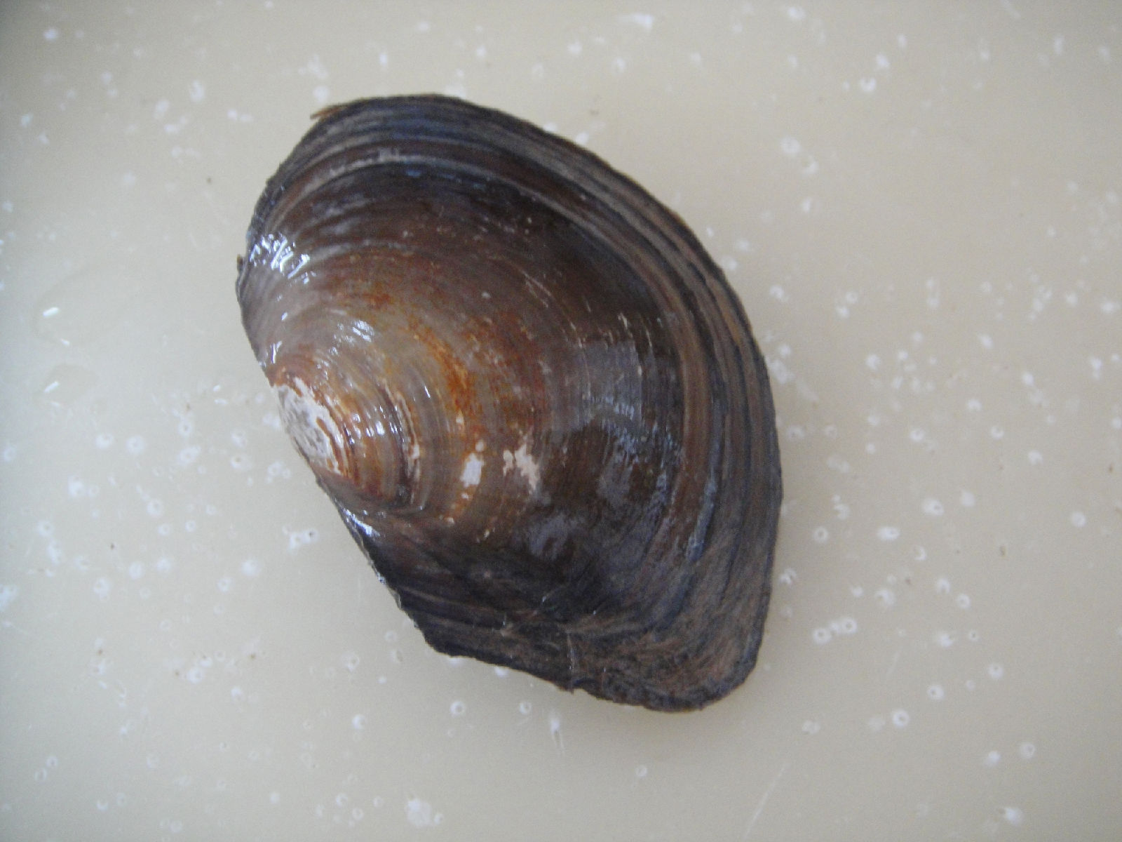  p>水蚌就是 a target="_blank" href="/item/河蚌/874537" data