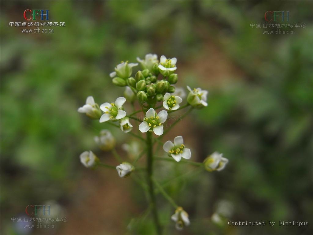  p>荠菜籽为十字花科植物荠菜的种子.全国大部分地区均产. /p>
