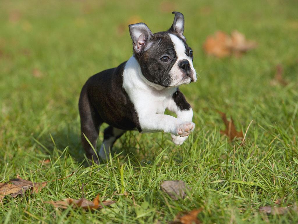 波士顿犬