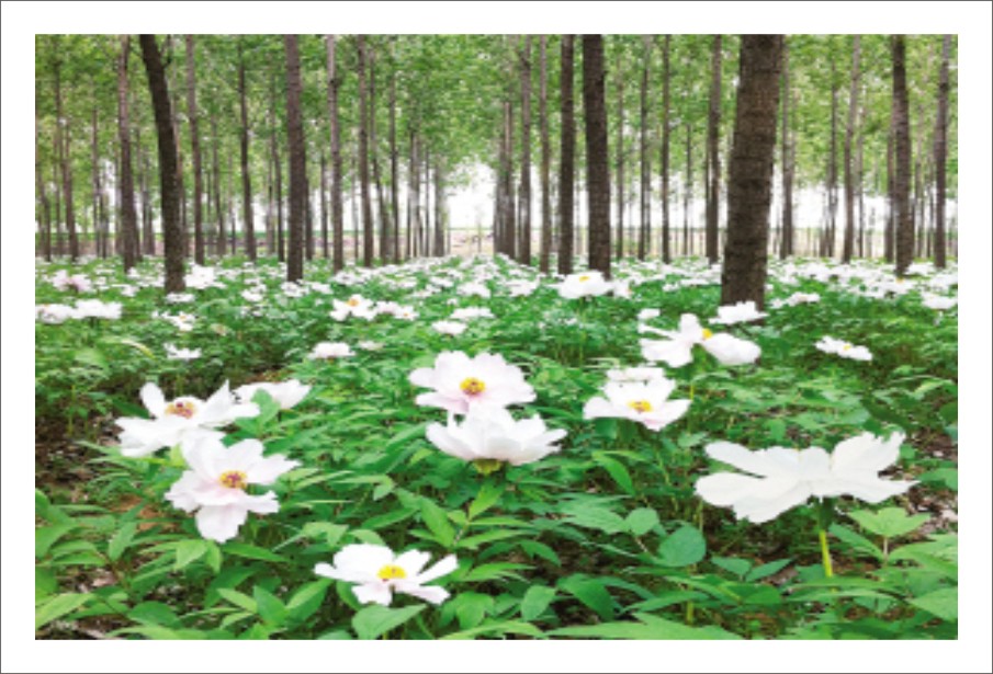  p data-id="go0hlk2xdi">泓森槐,属 a targe