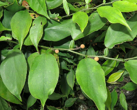 分布于广西,云南等地.具有清心泻火,凉血止血之功效.