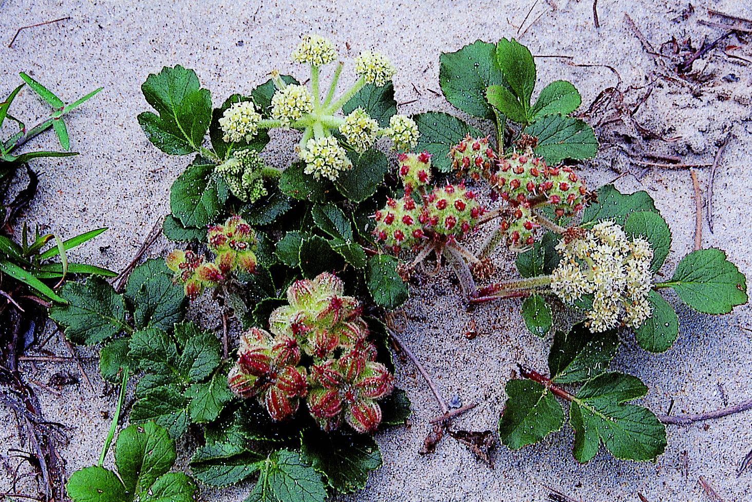  p>珊瑚菜(拉丁学名: i>glehnia littoralis /i> fr. schmidt ex miq.