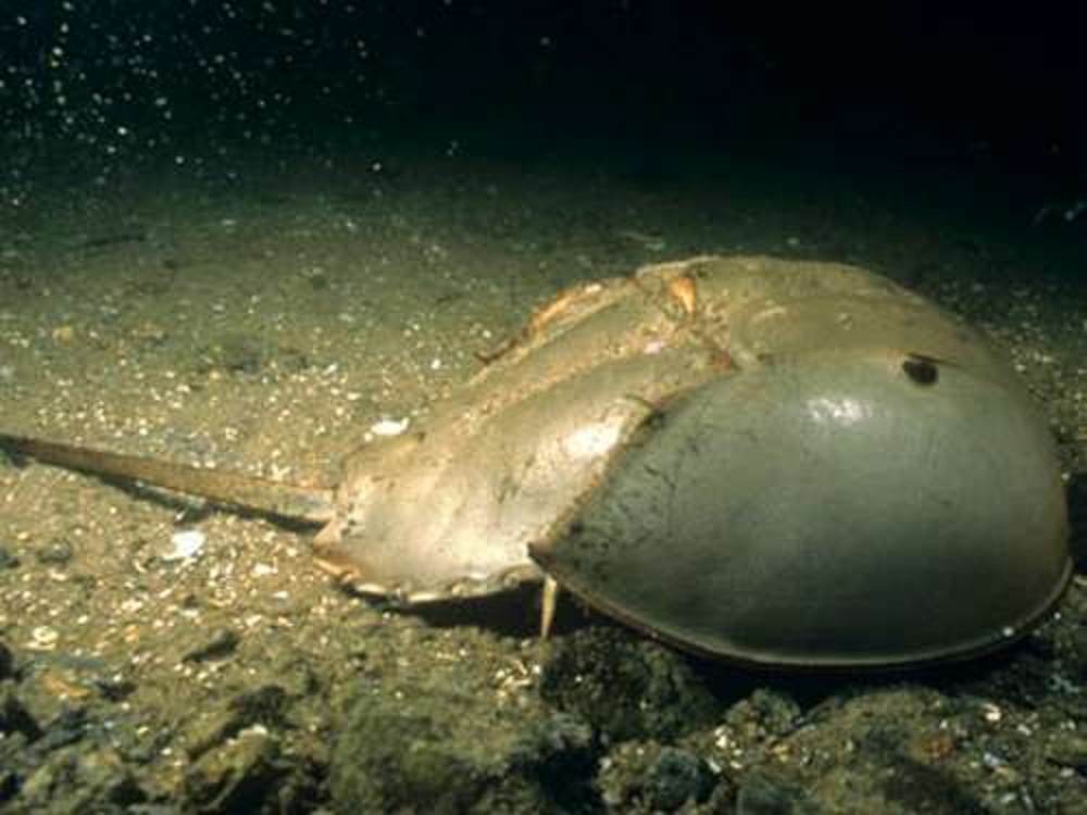  p>鸡心螺(cone snail)又叫"芋螺",主要生长于热带海域,一般多生活在